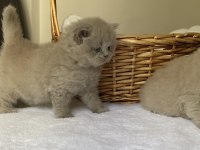 Safkan British Kızlarım