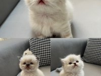 British Longhair Yavru Kediler