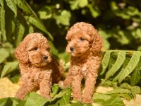 Tüy Dökmez Koku Yapmaz Poodle Yavrular