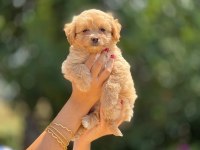 Aşılı Ve Çiş Pedi Eğitimli Maltipoo Bebekler
