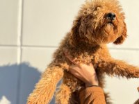Kıvırcık tüy yumağı toy poodle oğlumuz