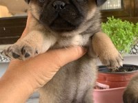 Teslime hazır Pug Mops Yavrularım 1 dişi 1 erkek