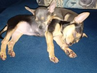 4 aylık minyatür pinscher