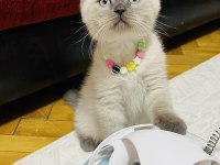 Safkan blue point son bir adet british shorthair