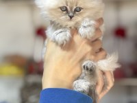 Üst kalite dişi british longhair yavrumuz kartopu