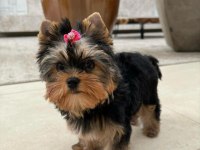 Evinizin akıllı yorkshire terrier şekeri