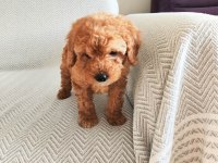 2 AYLIK POODLE