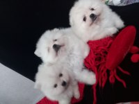 Mükemmel kalitede teacup kar beyaz pomeranian bebekler