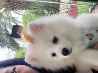 Safkan Pomeranian 22 Ocak Doğumlu Çipli Aşıları Tam