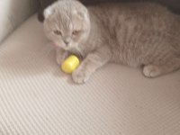 Scottish fold gofret yeni yuva arıyorum