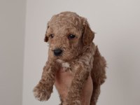 Poodle yavru köpeğimiz