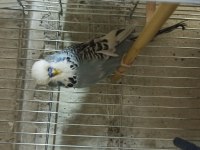 Muhabbet Kuşumuz Sahiplendirilir