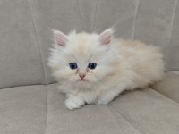 Ful şecereli babadan british longhair krema