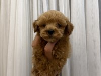 Teacup Kore Maltipoo Yavrusu