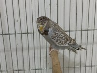 3 Aylık Şov Jumbo Muhabbet Kuşlar