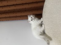 Longhair Dişi Bebek Kedimiz