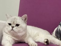British shorthair silver point erkek kedime dişi arıyorum