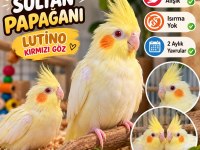 Yavru Sultan Papağanı Lutıno