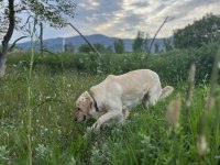 Sevimli golden retriever