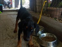 9 haftalık Doberman Yavrusu