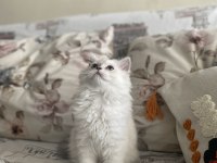 2 buçuk aylık dişi british longhair yavrumuz