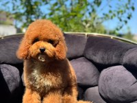 Toy Poodle Bebekler