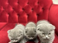 Scottish fold yavru kedilerimiz