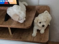 50 günlük maltipoo yavru