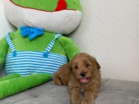 Sevimli maltipoo köpekler