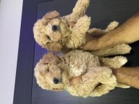 Maltipoo bebekler