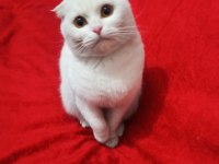 Kartopu scottish fold kedim yeni yuvasını arıyor
