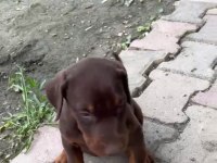Güzel Kaliteli Doberman
