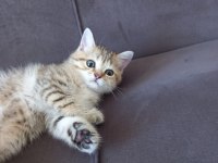 2 aylık golden tabby scottish erkek yavrumuz sahibini arıyor
