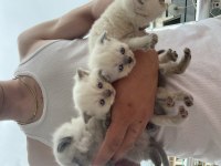 Scottish fold blue point ve scottish straight