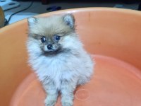 2 aylık erkek Pomeranian Boo Yavru