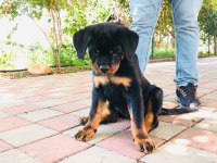 Şampiyon Rottweiler YAVRUMUZ
