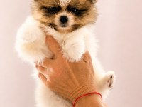 Pomeranian boo teacup garantili