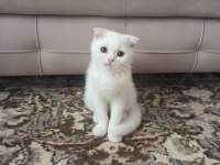Scottish Fold Dişi Yavrumuz