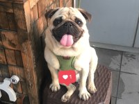 3 yaşında pug