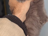British shorthair kedisi