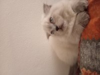 3 aylik çok güzel erkek scottish fold