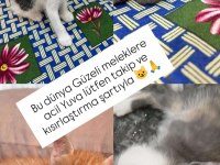 40 Günlükler Takip Şartıyla Sahiplendirilecek Kediler