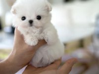 Kore maltese köpeklerimiz gelmiştir