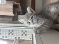 40 günlük yavru british shorthair