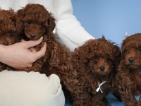 KOYU RENK TOY POODLE YAVRULARI