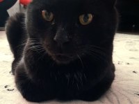 KISIR KEDİMİZ