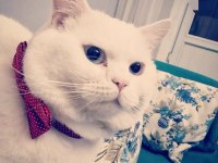 Kaliteli scottish fold yavru bi bakin yaaa