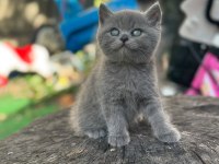 A+ Kalite British Shorthair Bebeğimiz