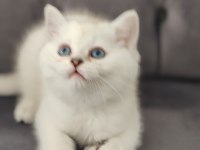 Safkan British Shorthair Erkek Yavru