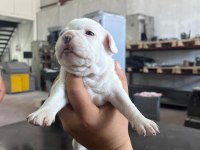 French bulldog köpeğimiz sütten kesildi
